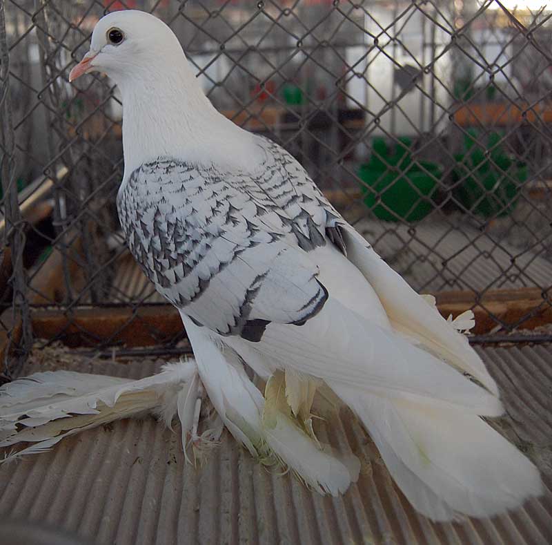 Saxon Shield Pigeon Photos from Zwonitz Show